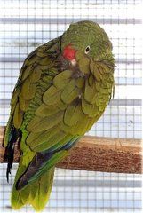 赤楊鸚鵡 赤楊鸚鵡