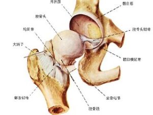 增生性骨關節病 增生性骨關節病