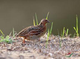 日本鵪鶉-3 日本鵪鶉-3
