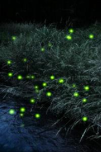 firefly[Joss Whedon導演的電視劇]