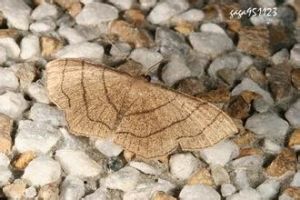 緬潔尺蛾 緬潔尺蛾