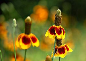 草原松果菊 草原松果菊