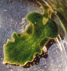綠葉海蝸牛