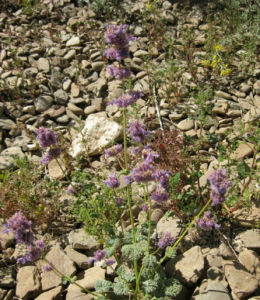 淡紫荊芥 淡紫荊芥