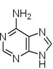 a[腺嘌呤（維生素B4）]