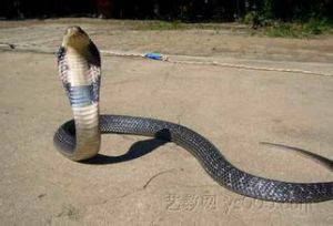 黑樹眼鏡蛇 黑樹眼鏡蛇