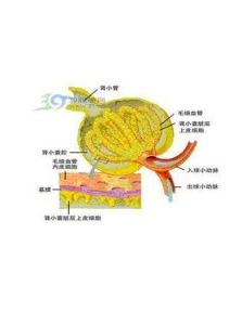 腎功能受損 腎功能受損
