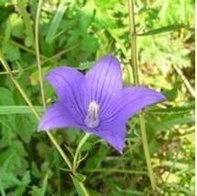 兩側對稱花 兩側對稱花