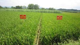 對比試驗 對比試驗