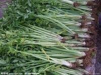 芹菜