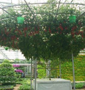 壽光市蔬菜高科技示範園