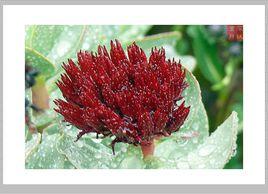 西藏紅景天 西藏紅景天