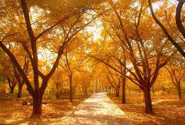 邳州銀杏 邳州銀杏