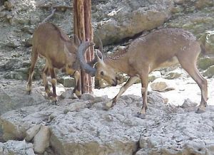 反芻亞目 反芻亞目