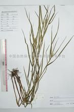 密葉苔草 密葉苔草