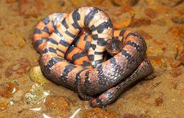 赤鏈華游蛇 赤鏈華游蛇