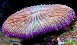 飛盤珊瑚