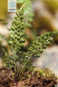 細莖鐵角蕨 細莖鐵角蕨