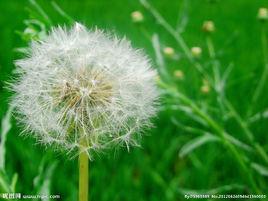 蒲公英[蒲公英校園網路超市]