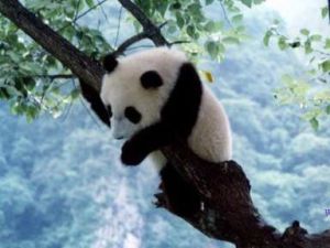 蜂桶寨自然保護區