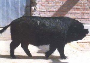寧夏黑豬圖