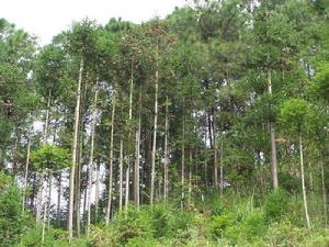 橋頭寨自然村-杉木林