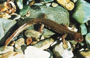 山鞘尾蝠 山鞘尾蝠