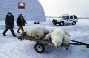 北極熊監獄