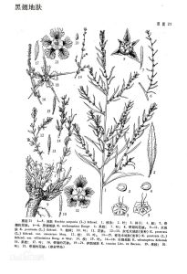 黑翅地膚 黑翅地膚