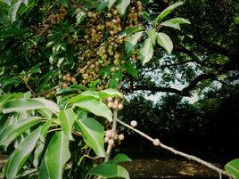 筆管榕[筆管榕]