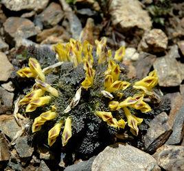 尼泊爾黃堇 尼泊爾黃堇