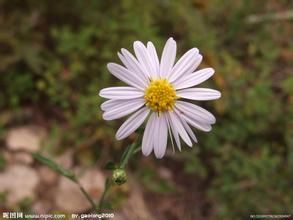 砂狗娃花 砂狗娃花