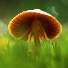 灰褐乳菇 灰褐乳菇