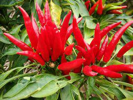 子彈頭[子彈頭辣椒]