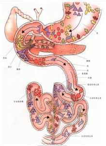 小腸絨毛 小腸絨毛