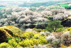 九上溝生態園 九上溝生態園