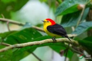 線尾嬌鶲 線尾嬌鶲