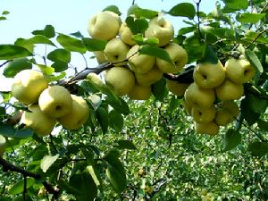 金頂謝花酥梨 金頂謝花酥梨