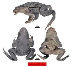 無棘溪蟾 無棘溪蟾