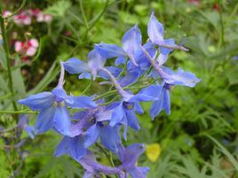 飛燕草[學名為Consolida ajacis的物種]