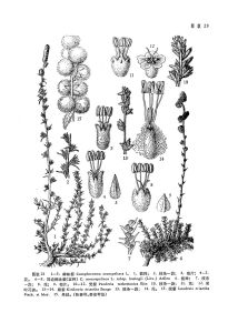 樟味藜(原亞種)