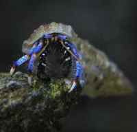 藍腳細螯寄居蟹