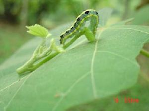 合歡巢蛾 合歡巢蛾