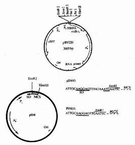 大腸桿菌操縱子 大腸桿菌操縱子