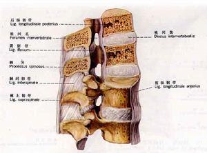 閉合性脊髓損傷