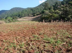 乾溝箐村[雲南省昆明市富民縣款莊鄉下轄村]