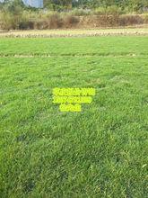 馬尼拉草皮圖片