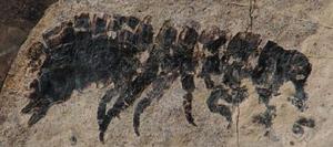 古代等腳類動物化石——一種像大型海洋土鱉蟲似的甲殼綱動物。