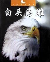 白頭海雕(未馴服的世界) 白頭海雕(未馴服的世界)