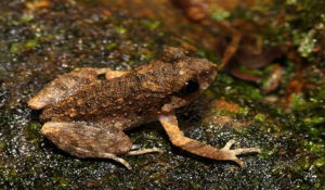 高山掌突蟾 高山掌突蟾